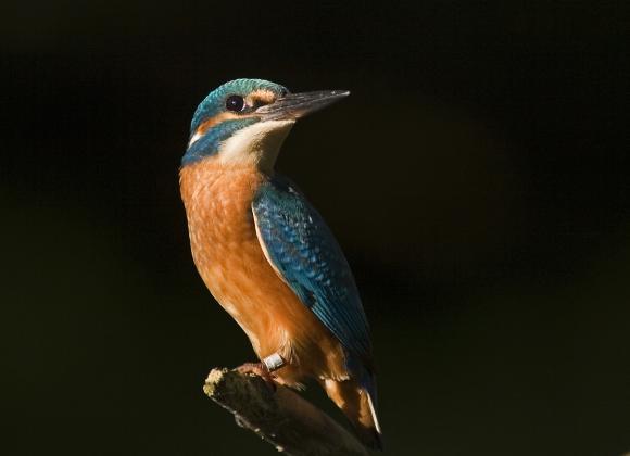 Alcedo atthis