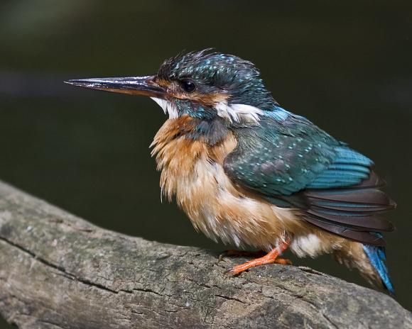 Alcedo atthis