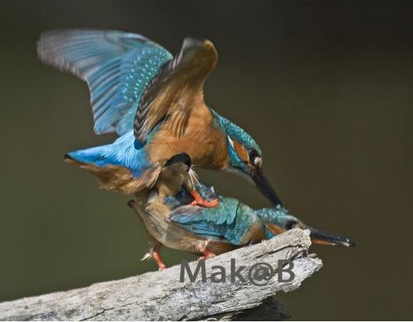 Alcedo atthis